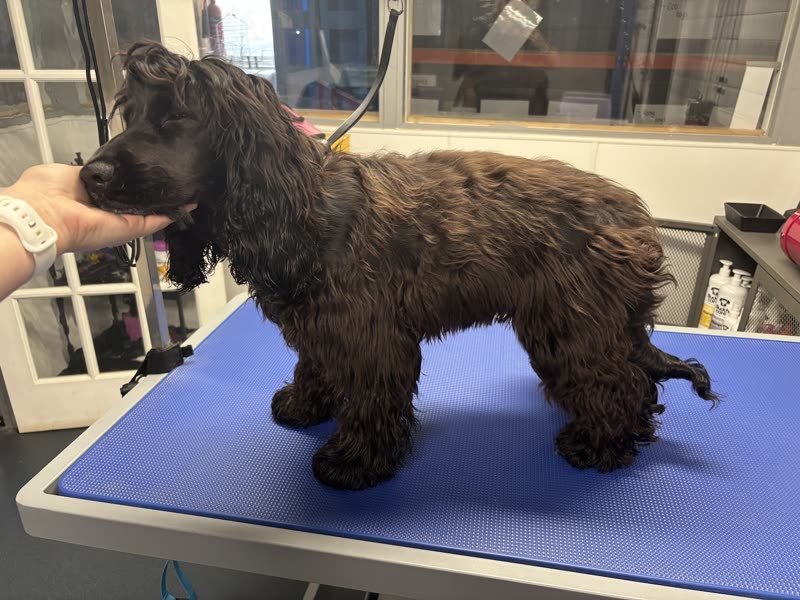 A hand holding a spaniel steady on the blue grooming mat